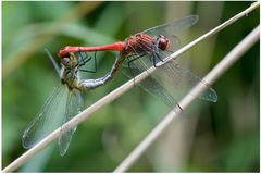 Accouplement de Sympétrums sanguins