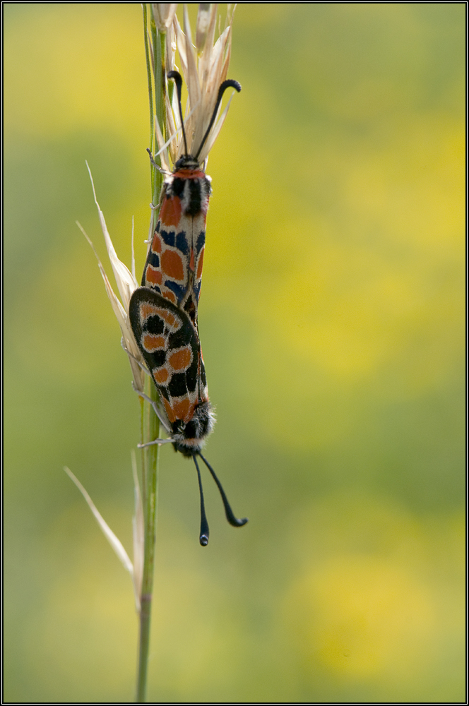 Accouplement de zygènes de la carniole