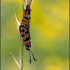 Accouplement de zygènes de la carniole