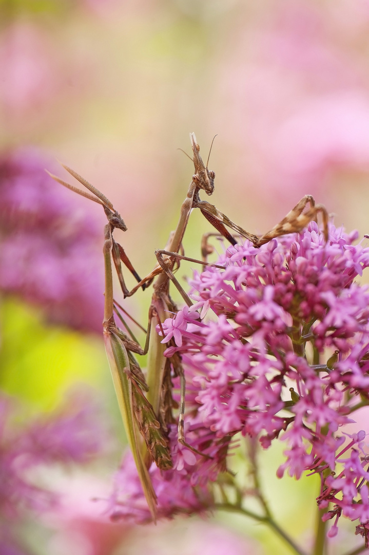 Accouplement d'empuses