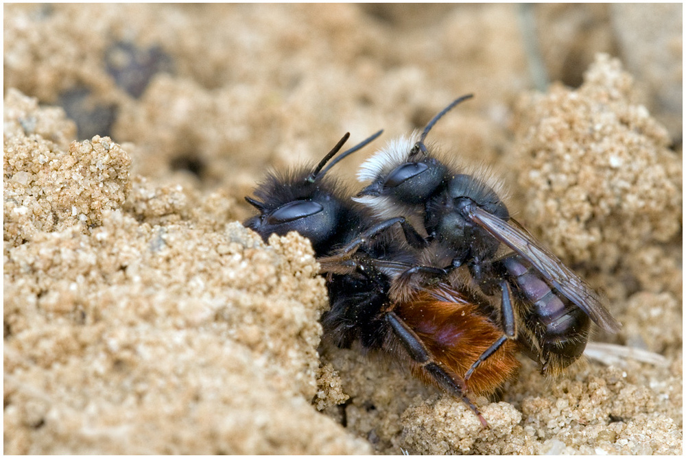 Accouplement d'Osmies cornues (Osmia cornuta)