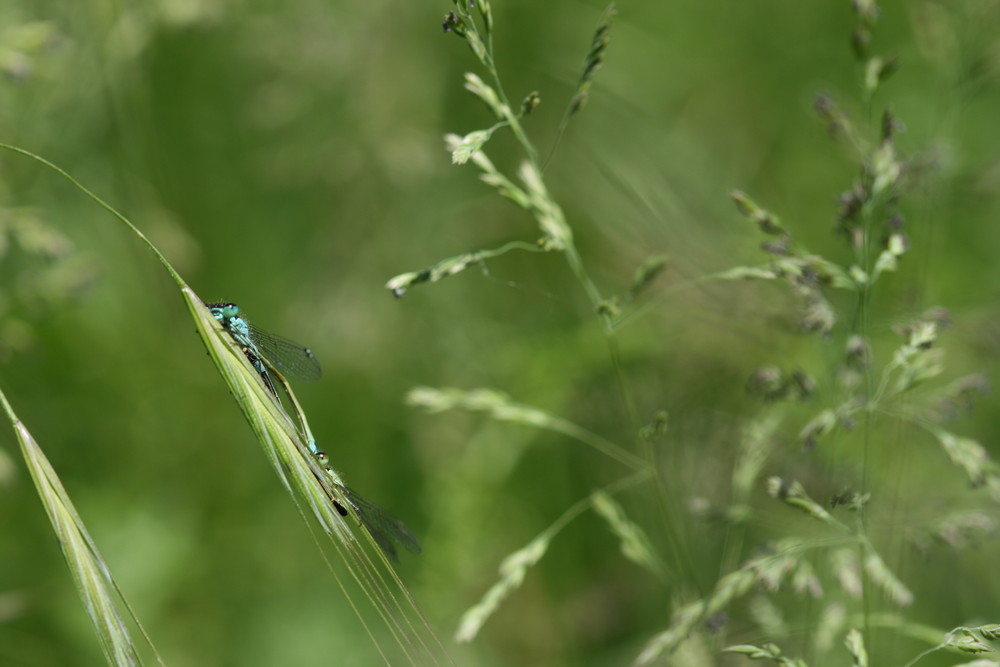 Accouplement Ischnura elegans