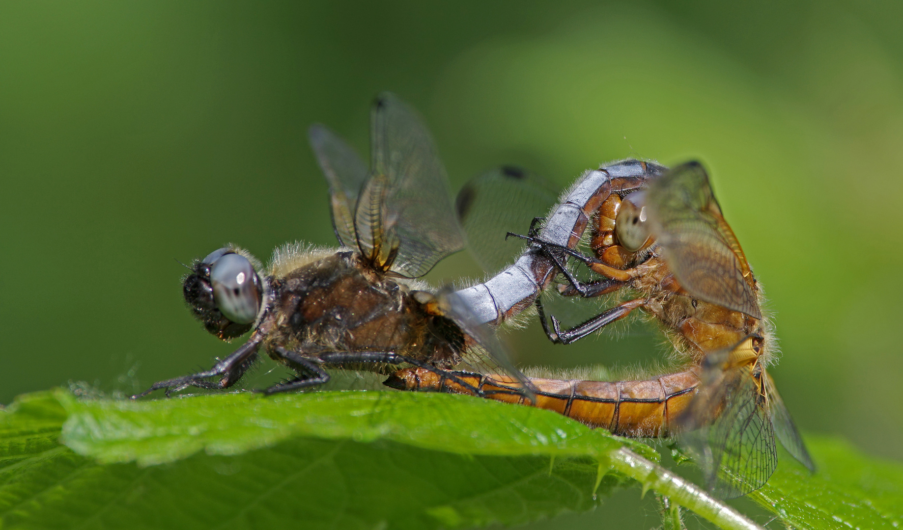 Accouplement libellule ( déprimée )