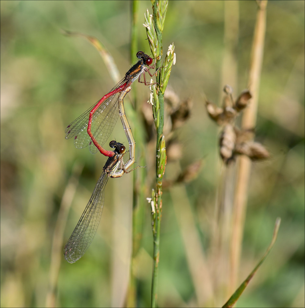 Accouplement libellules