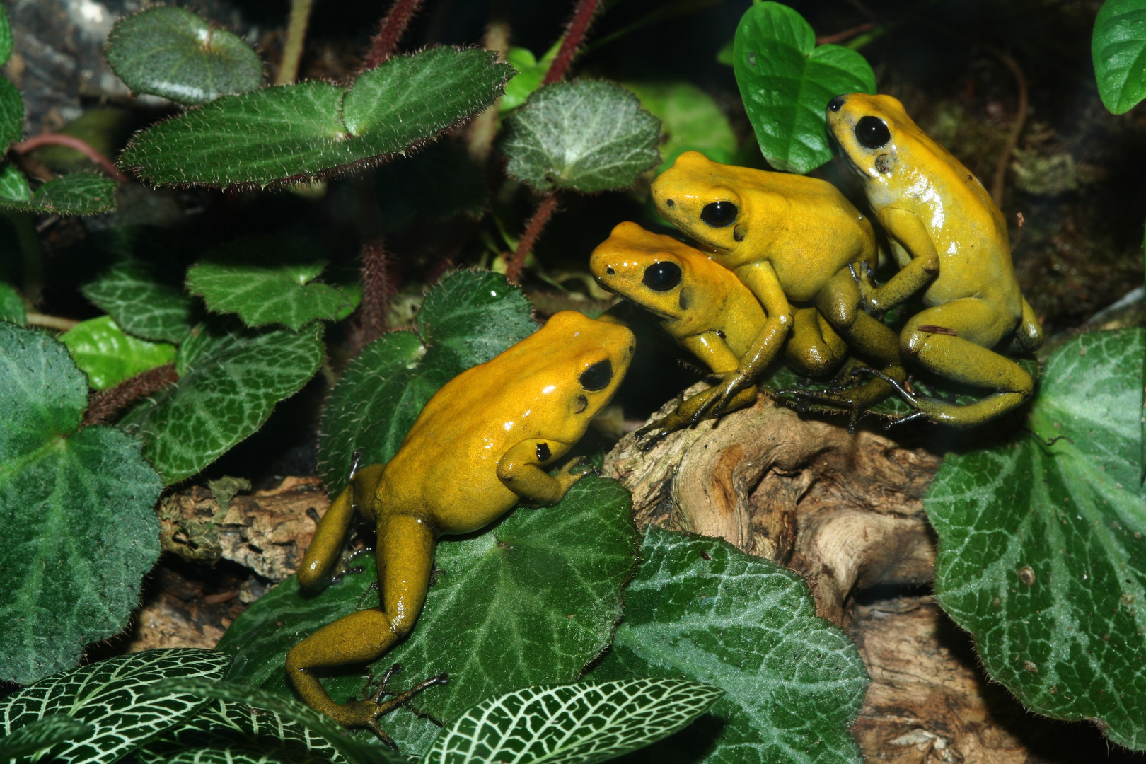 Accouplements de Phyllobates terribilis