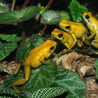 Accouplements de Phyllobates terribilis