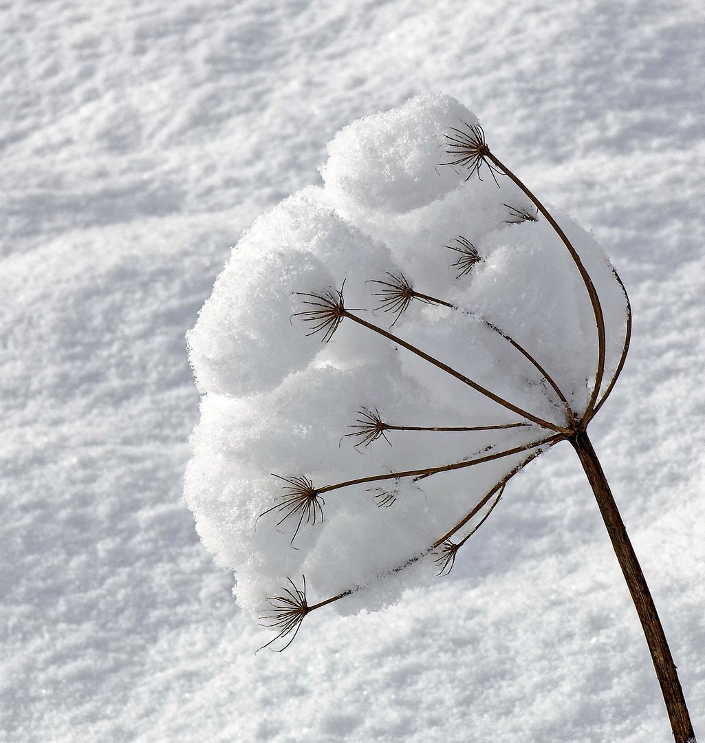 Accroche-neige...