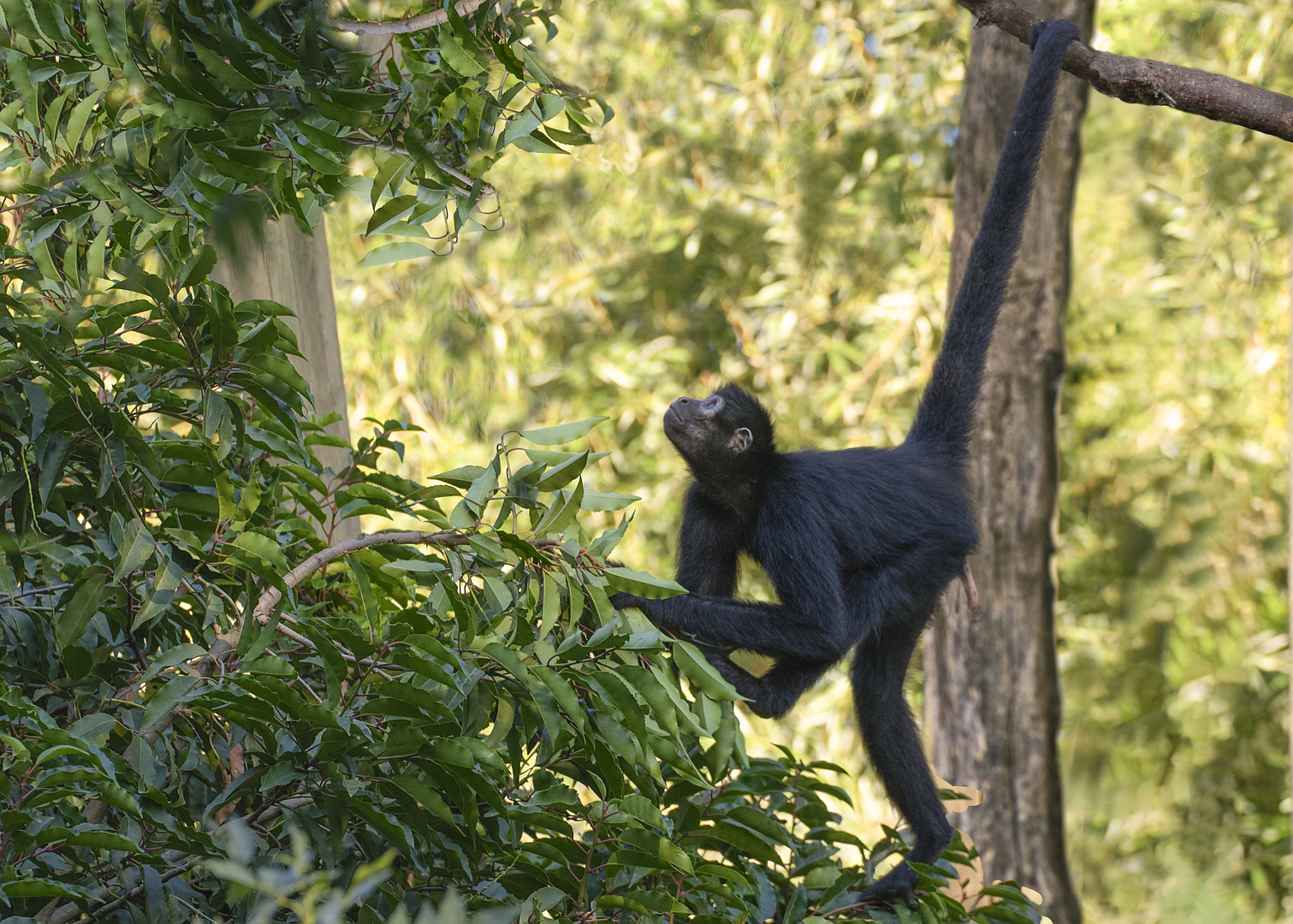 Accroché par la queue ! (Ateles paniscus, atèle ou singe-araignée)