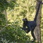 Accroché par la queue ! (Ateles paniscus, atèle ou singe-araignée)