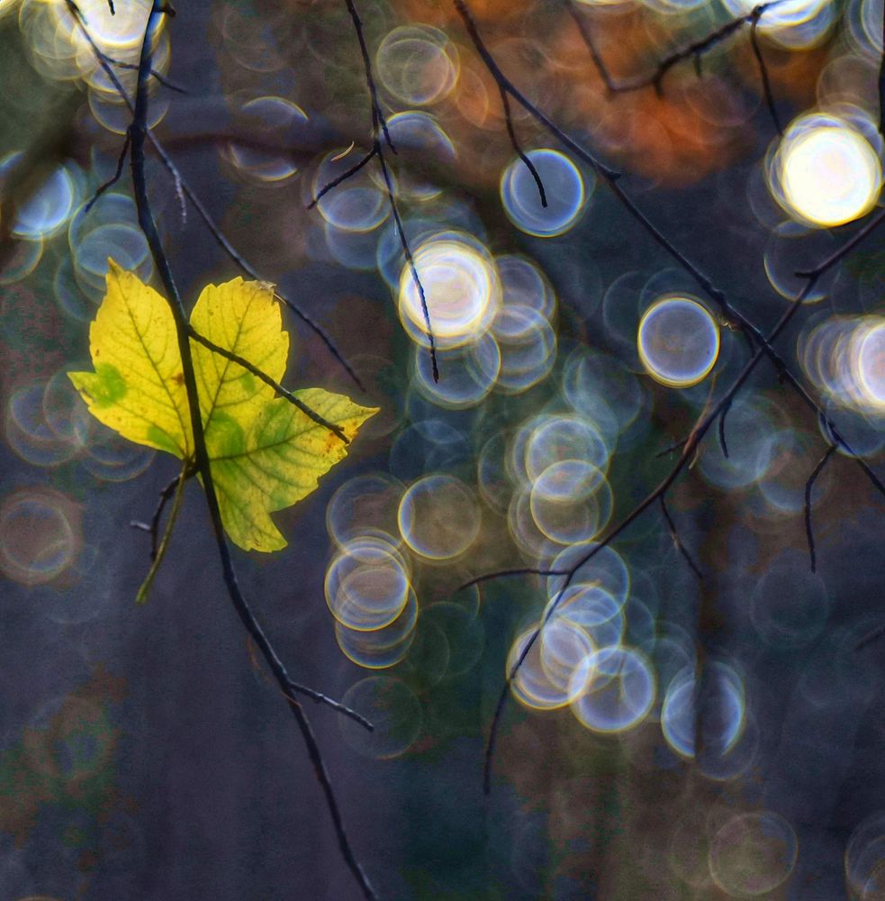 Herbstzauber! von Viv Loullingen