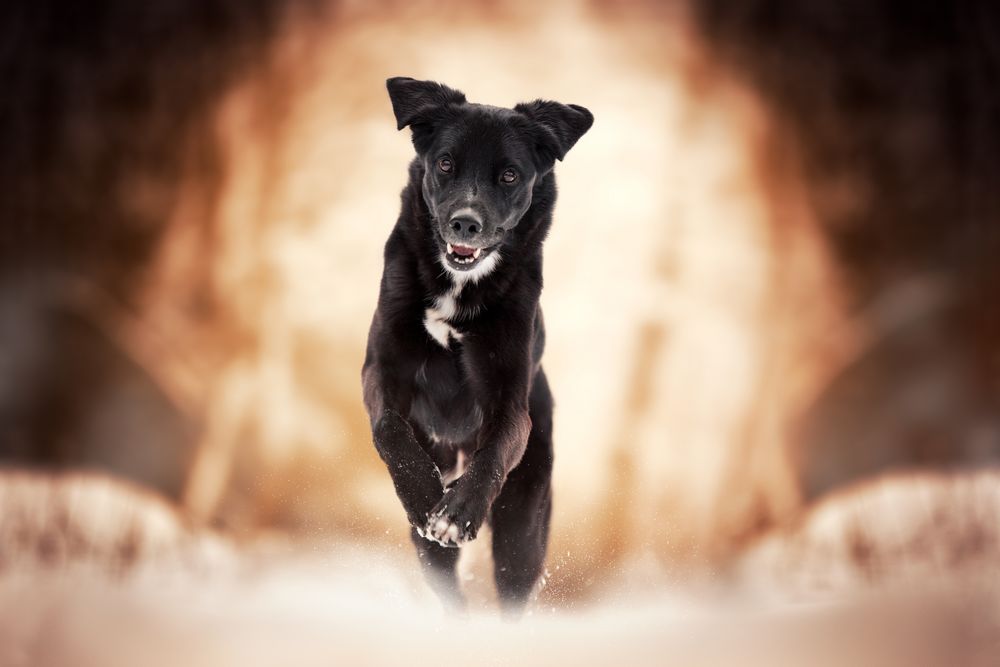 ace hunde