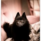 Ace - the Schipperke