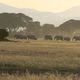 Elefanten am Fusse des Kilimanjaro