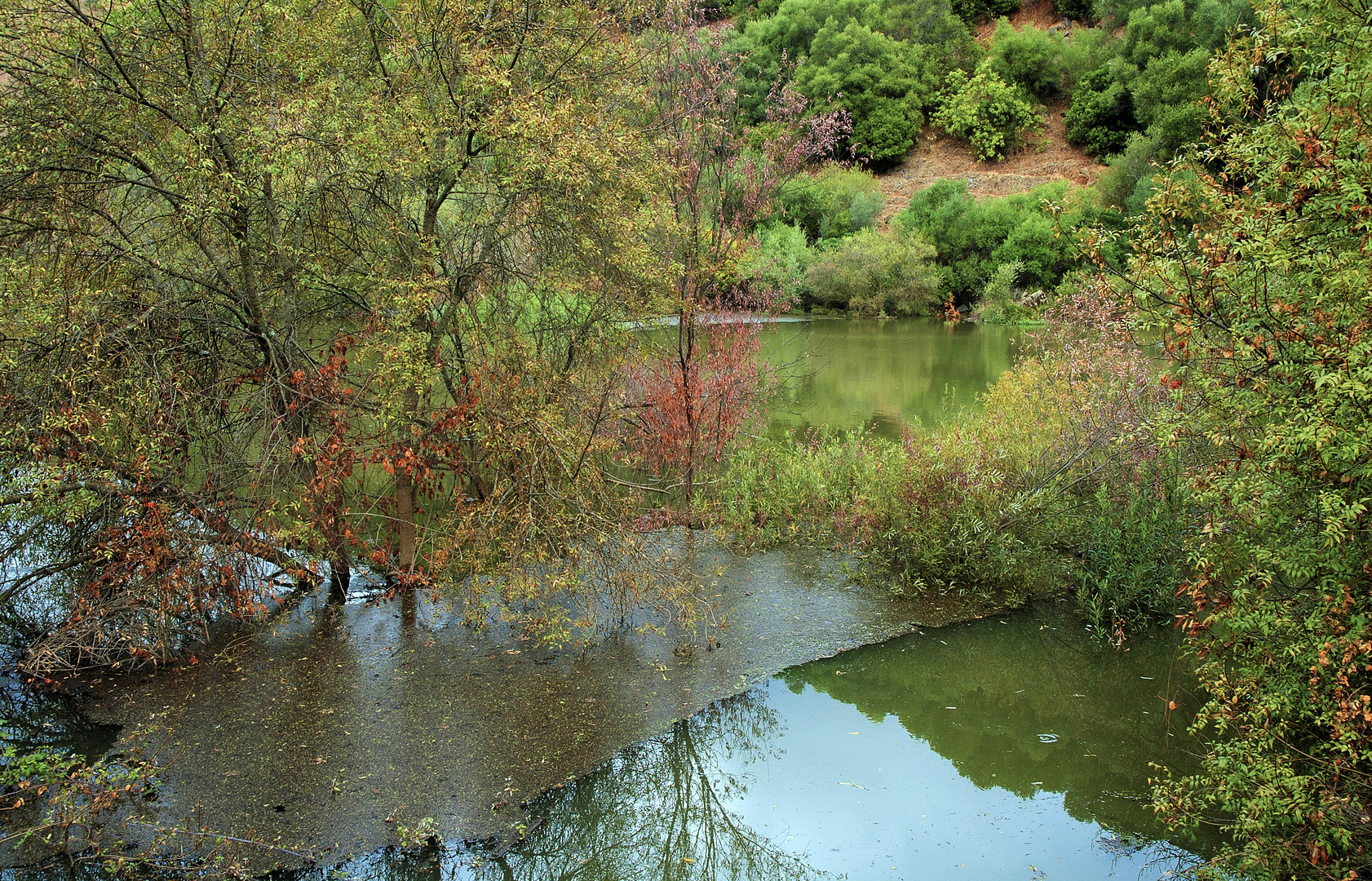 ACEBUCHES DEL GUADIATO.