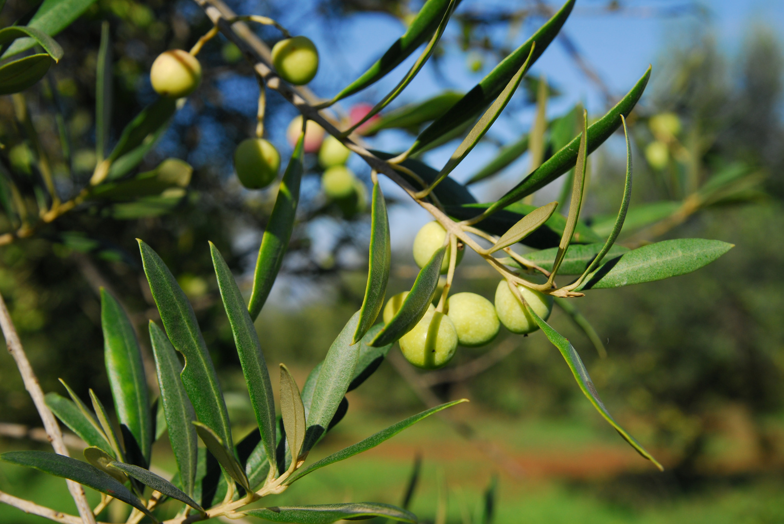 Aceitunas arbequinas