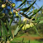 Aceitunas arbequinas