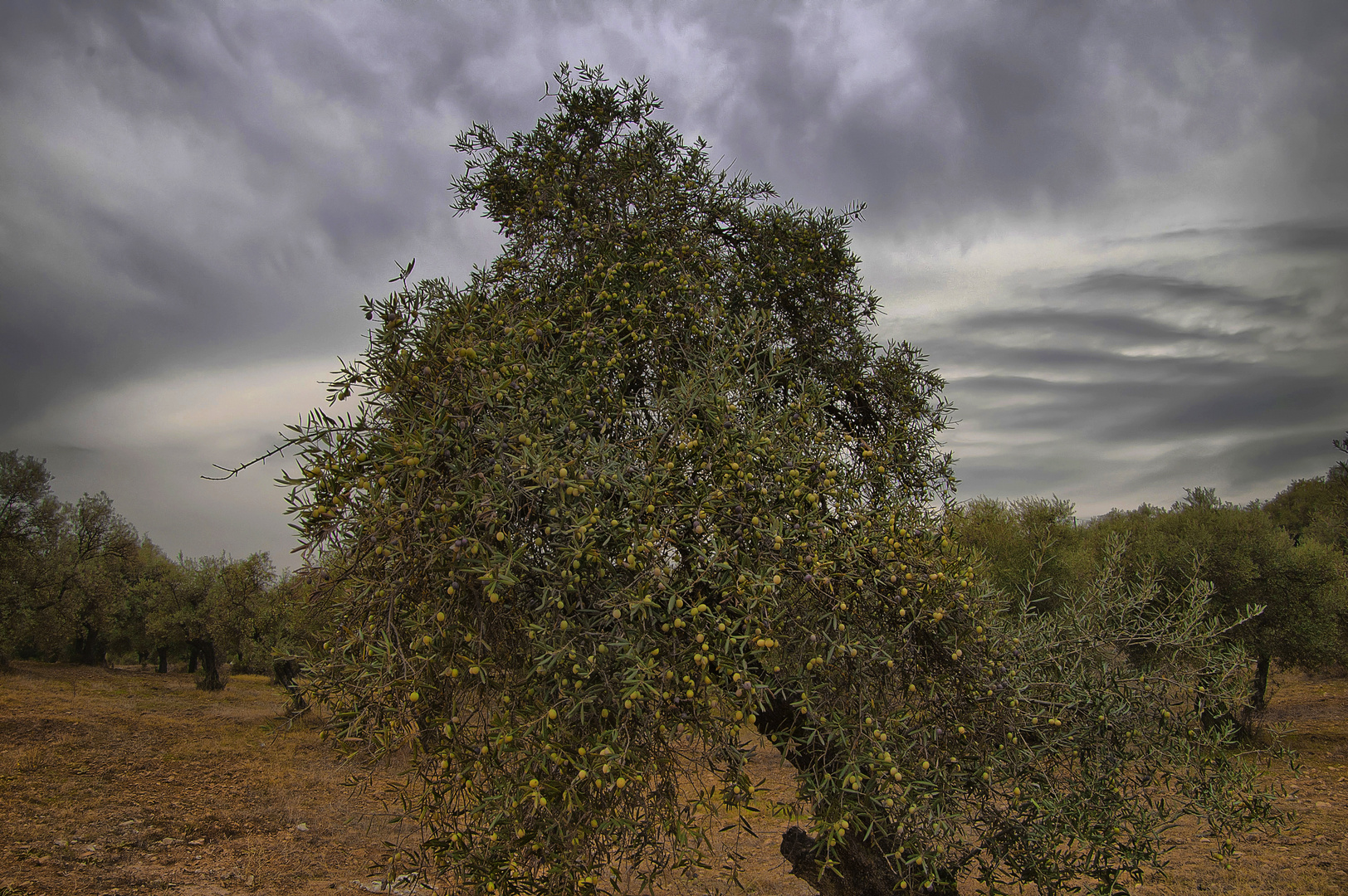 ACEITUNAS (Se aproxima el tiempo de la cosecha)