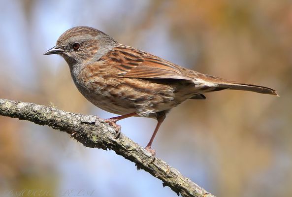Acentor común con  bonito posado