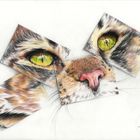 ACEO Maine Coon Katze in Buntstift