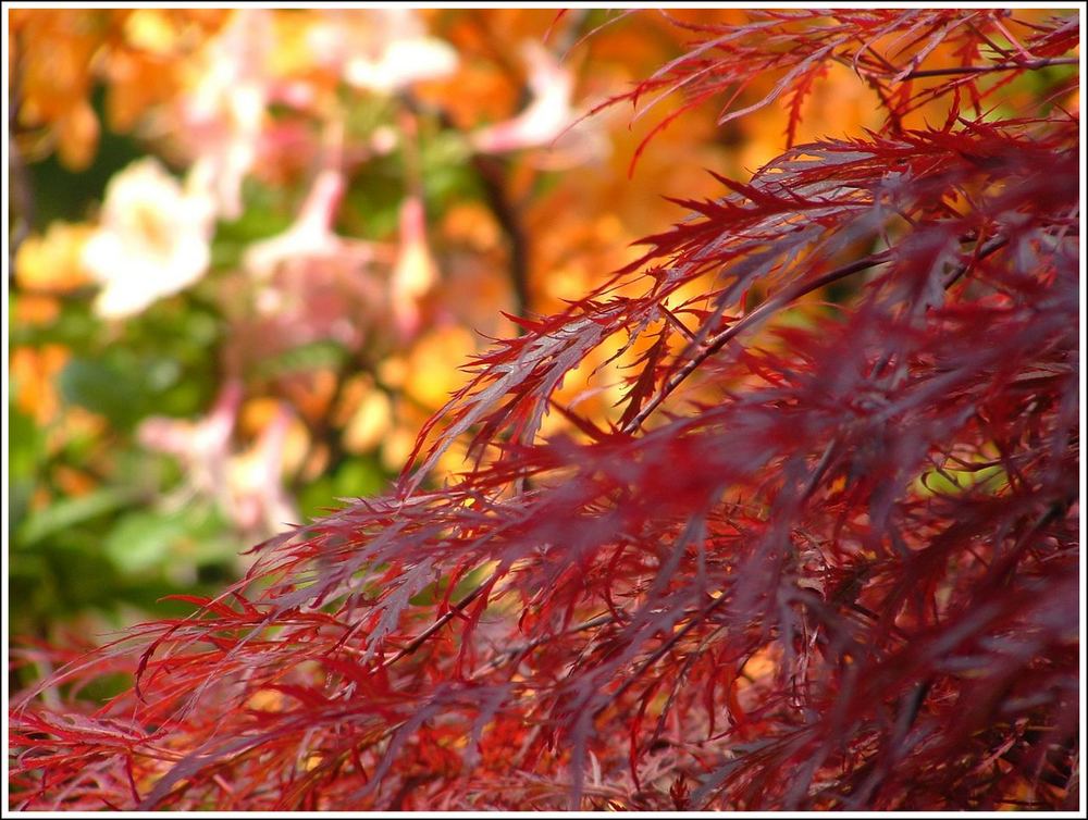 Acer à Giverny