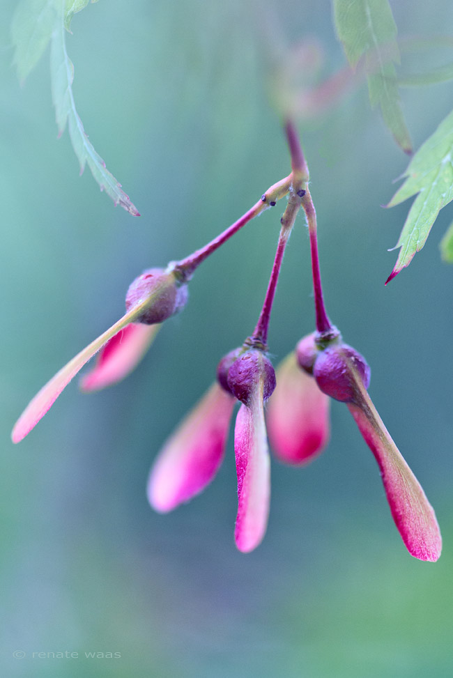 Acer aconitifolium