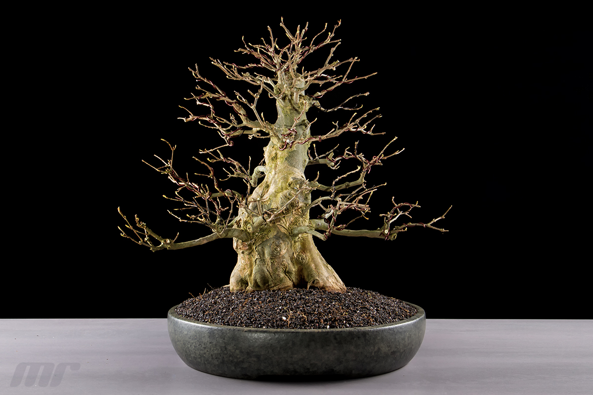 Acer Buergerianum - Dreispitz-Ahorn Bonsai 01