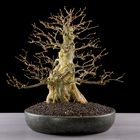 Acer Buergerianum - Dreispitz-Ahorn Bonsai 01