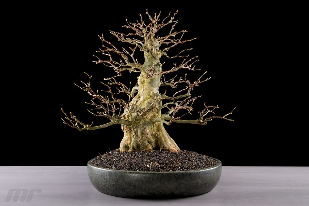 Acer Buergerianum - Dreispitz-Ahorn Bonsai 01