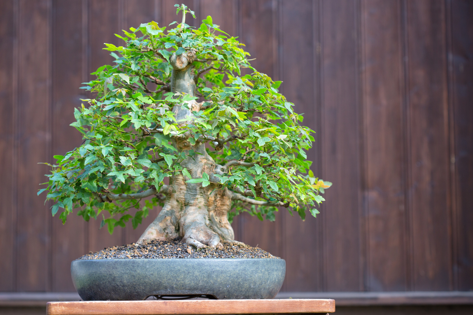 Acer Buergerianum - Trident Maple Bonsai