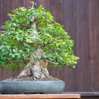 Acer Buergerianum - Trident Maple Bonsai