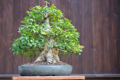 Acer Buergerianum - Trident Maple Bonsai
