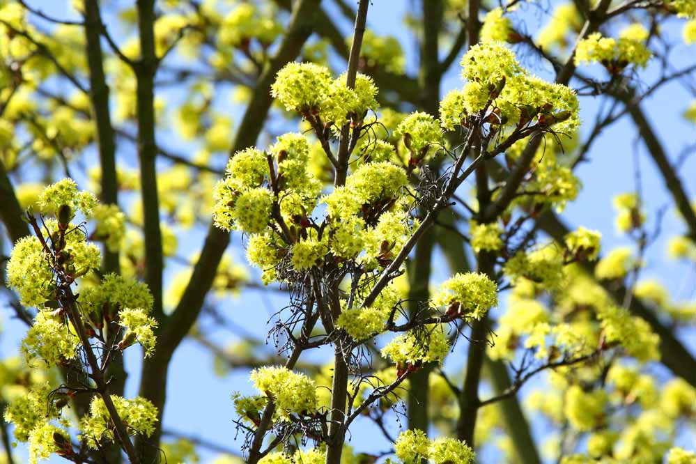 Acer campestre - Blüte -