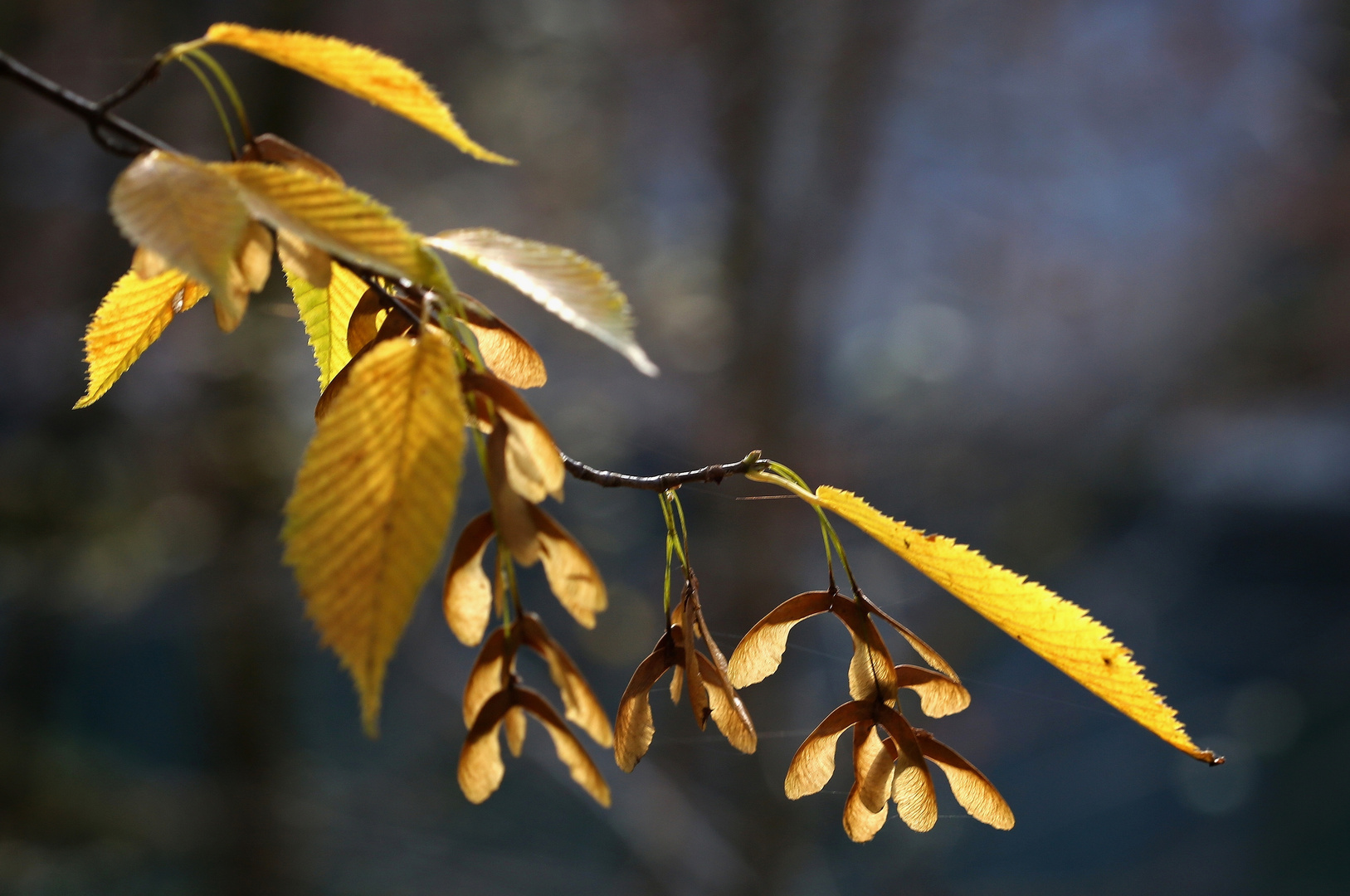 Acer carpinifolium