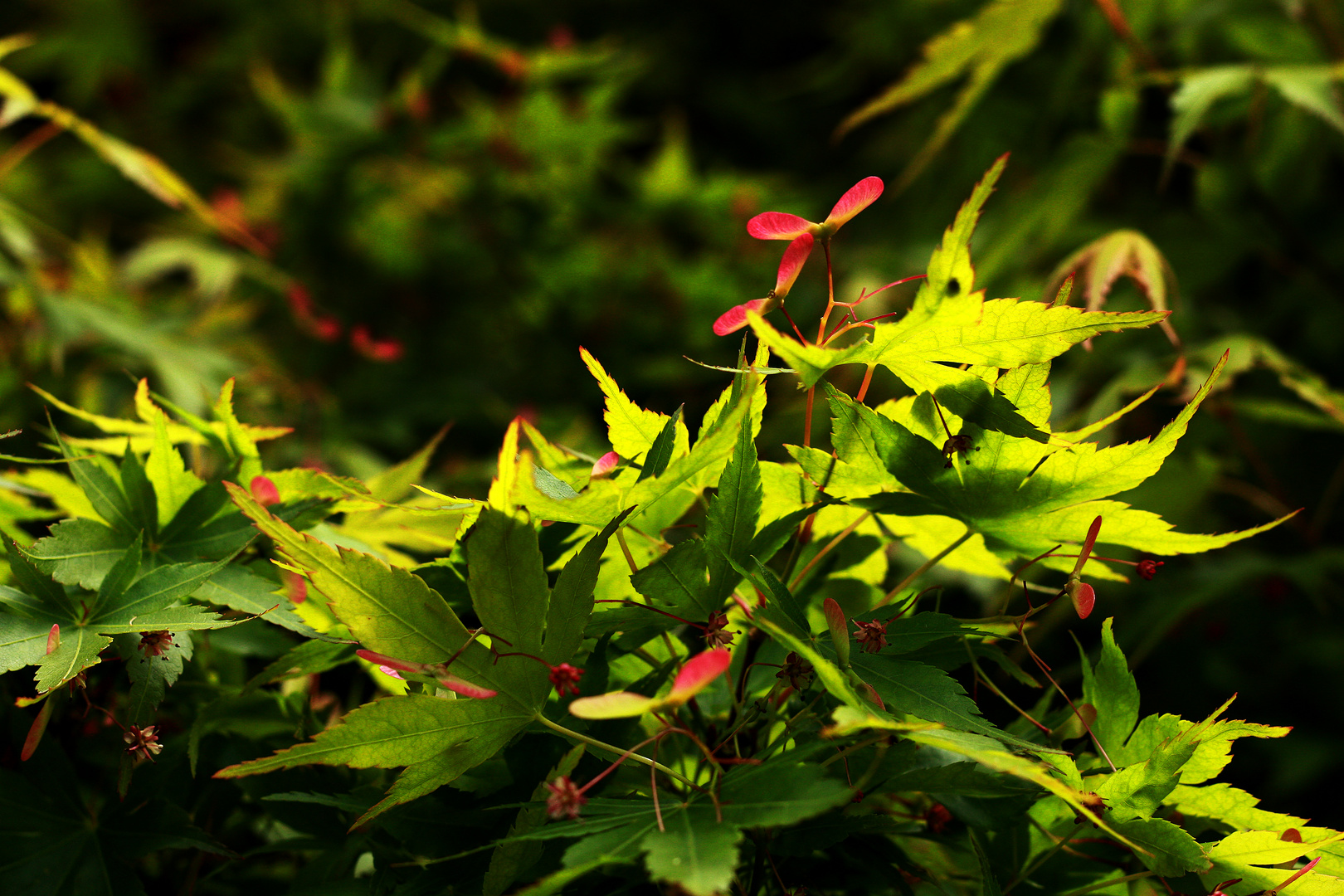 Acer japónico en primavera