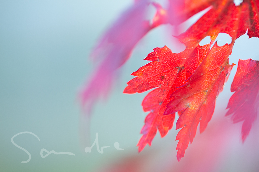 Acer japonicum