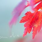 Acer japonicum