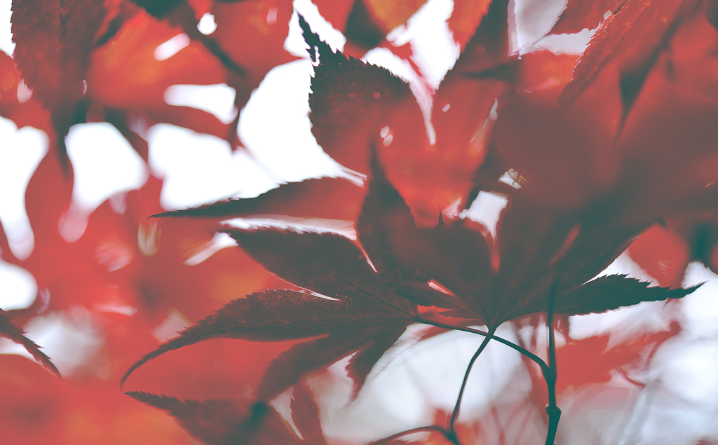 Acer japonicum I