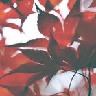 Acer japonicum I