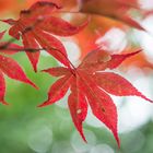 Acer japonicum II