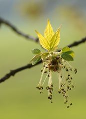 Acer negundo