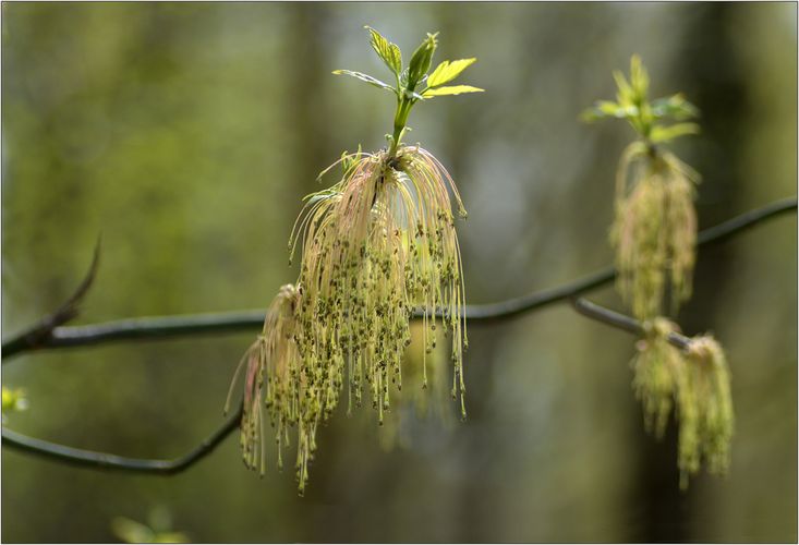 Acer negundo