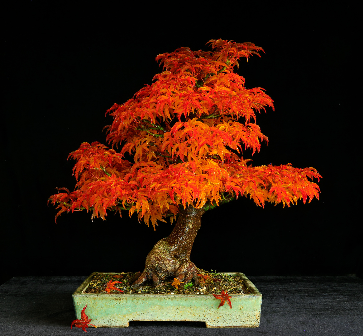 Acer palm. Shshigashira