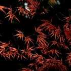 Acer palmatum