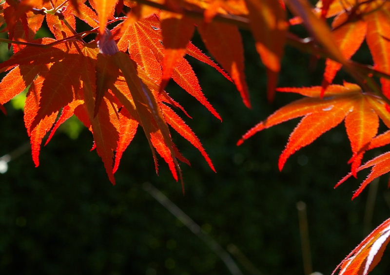 Acer palmatum