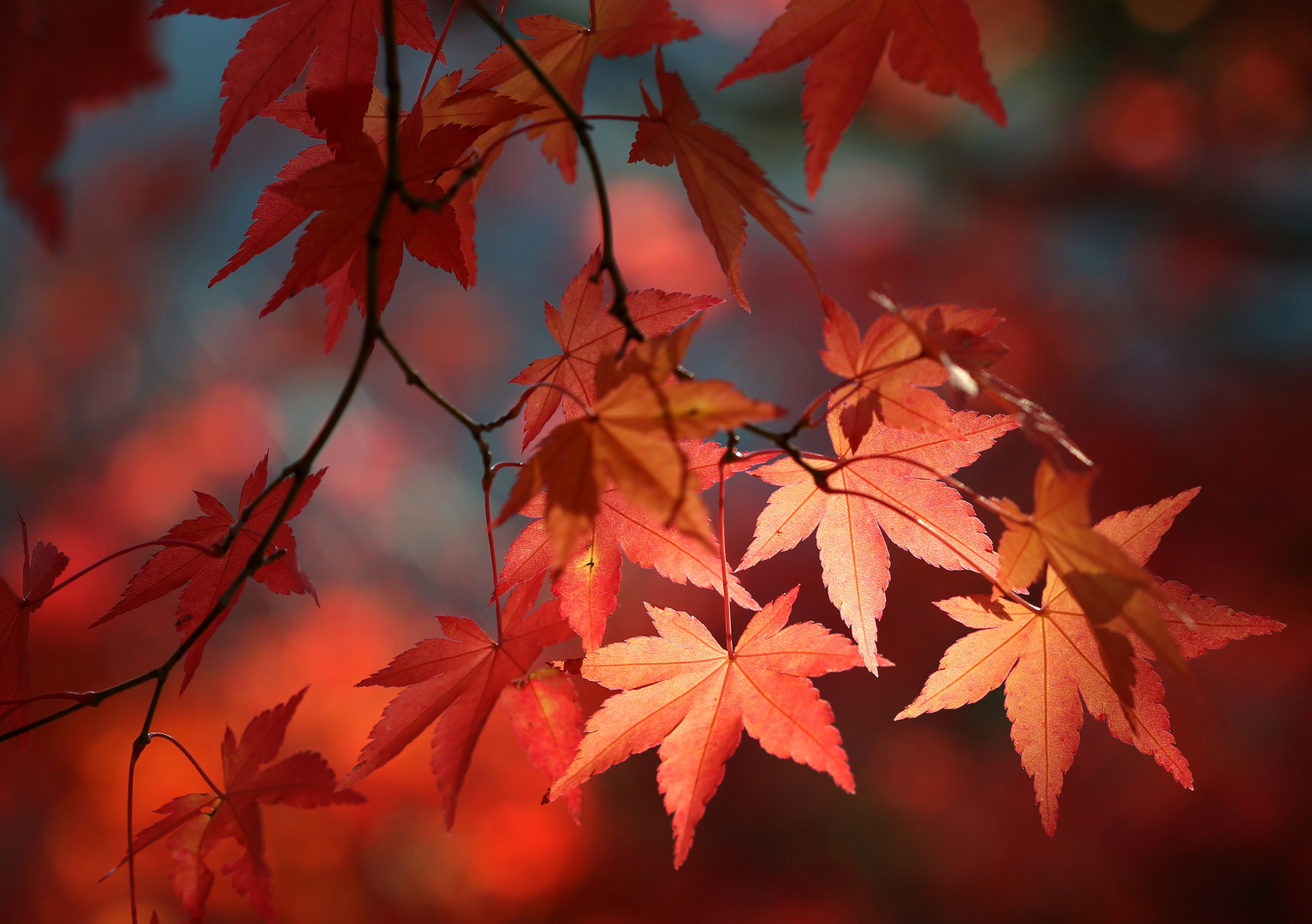 Acer Palmatum 2