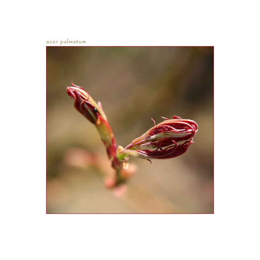 acer palmatum