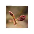 acer palmatum