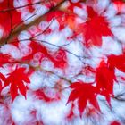 Acer palmatum