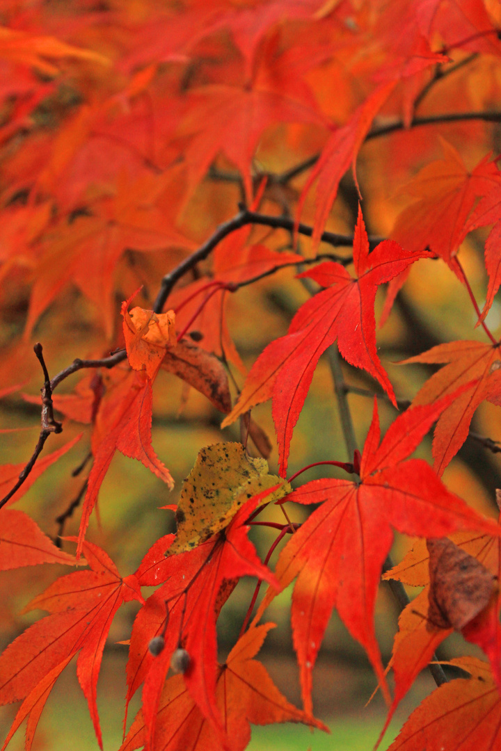 Acer Palmatum