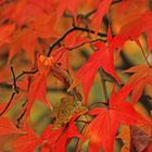 Acer Palmatum